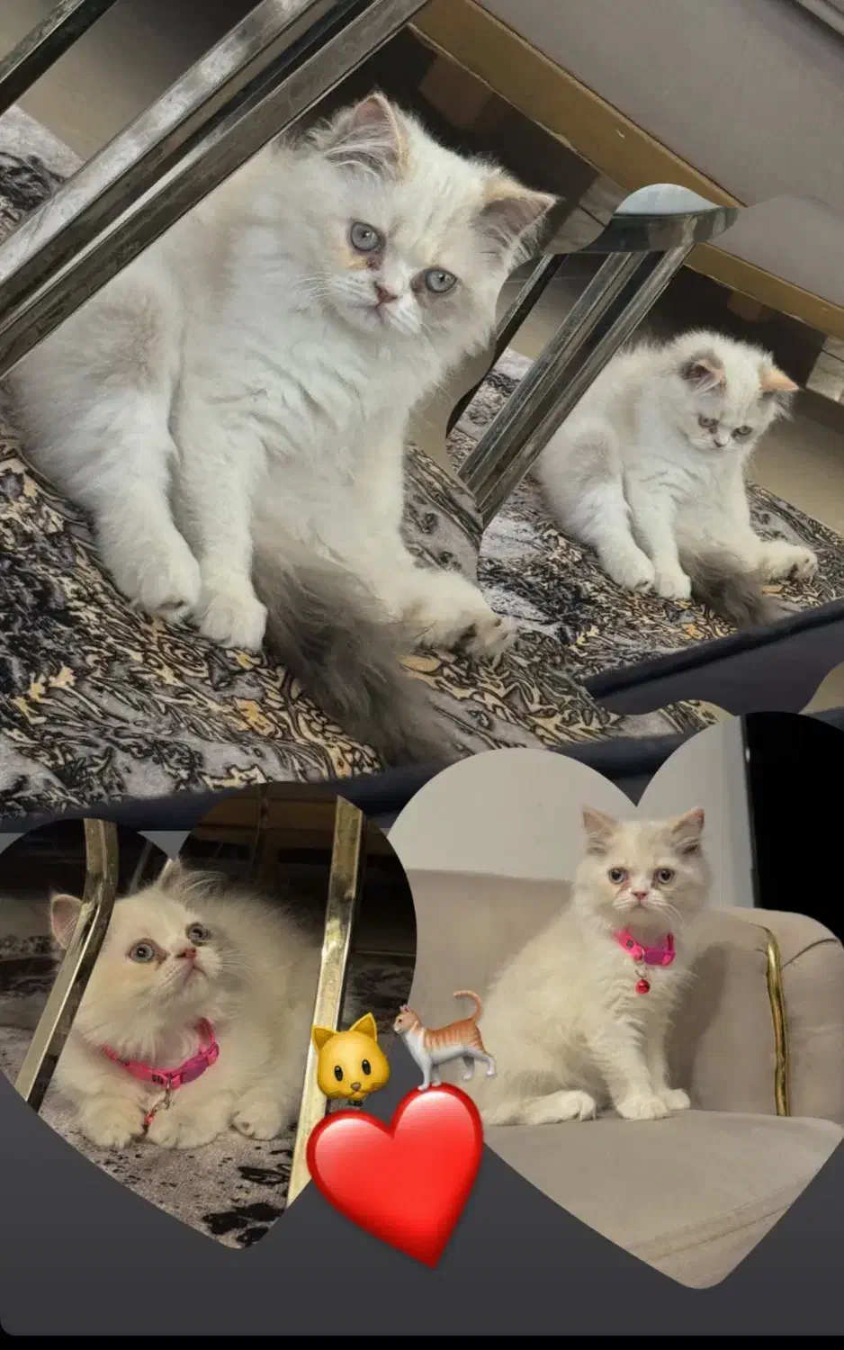 فروش گربه نژاددار خوشگل و اصیل|گربه|کیش, |دیوار