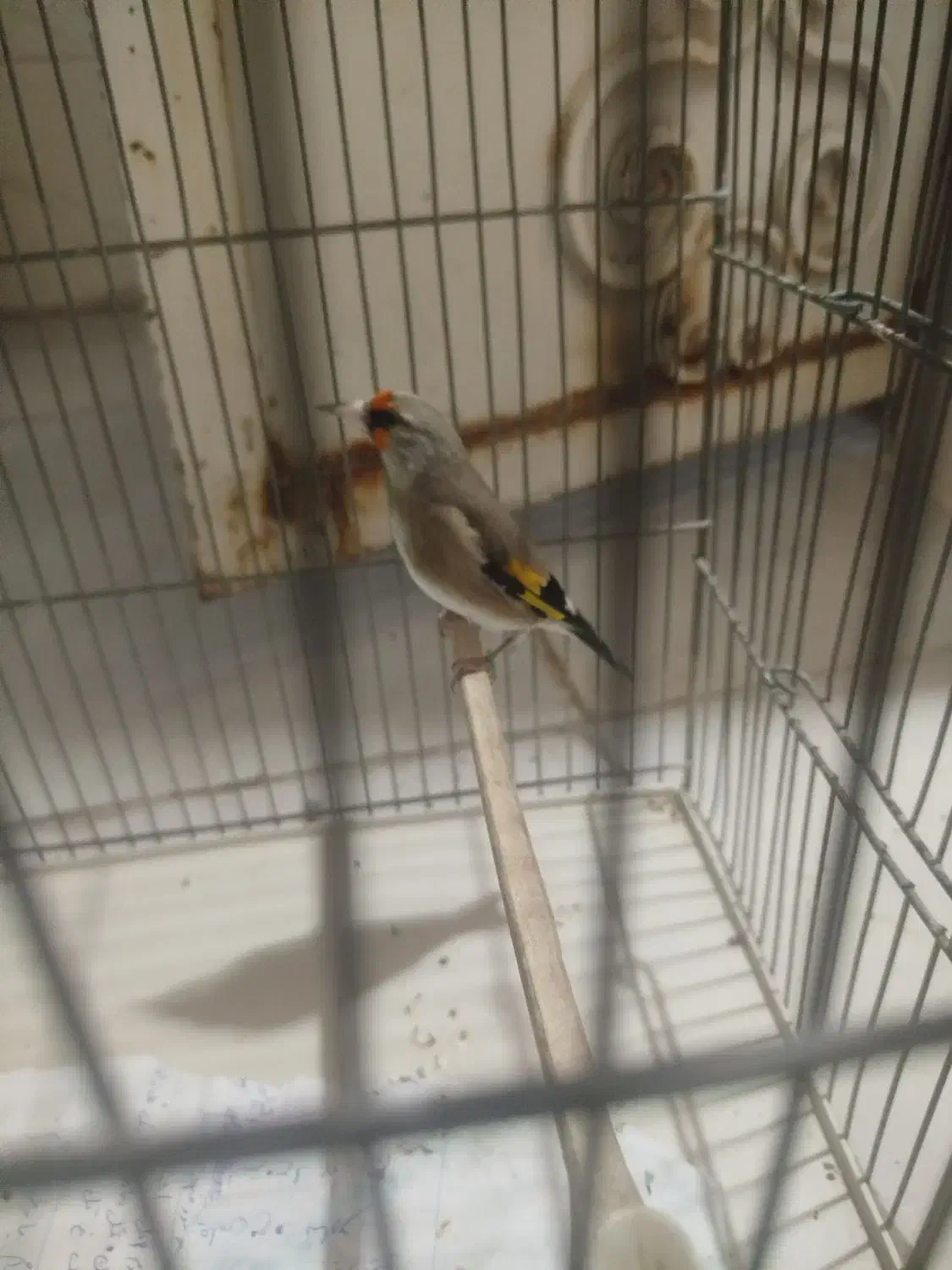 پرنده سهره دورگ باقفس وسایل|پرنده|اسلام‌شهر, شهرک محمدیه|دیوار