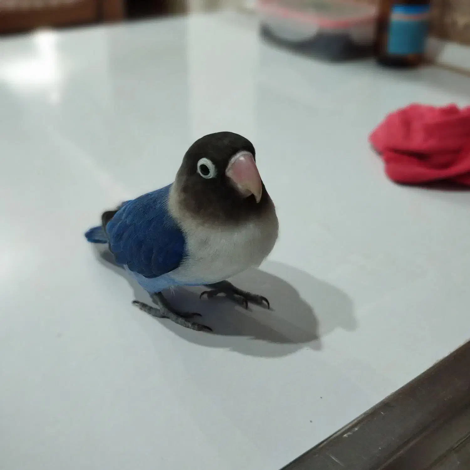 طوطی برزیلی|پرنده|کرج, گلشهر|دیوار