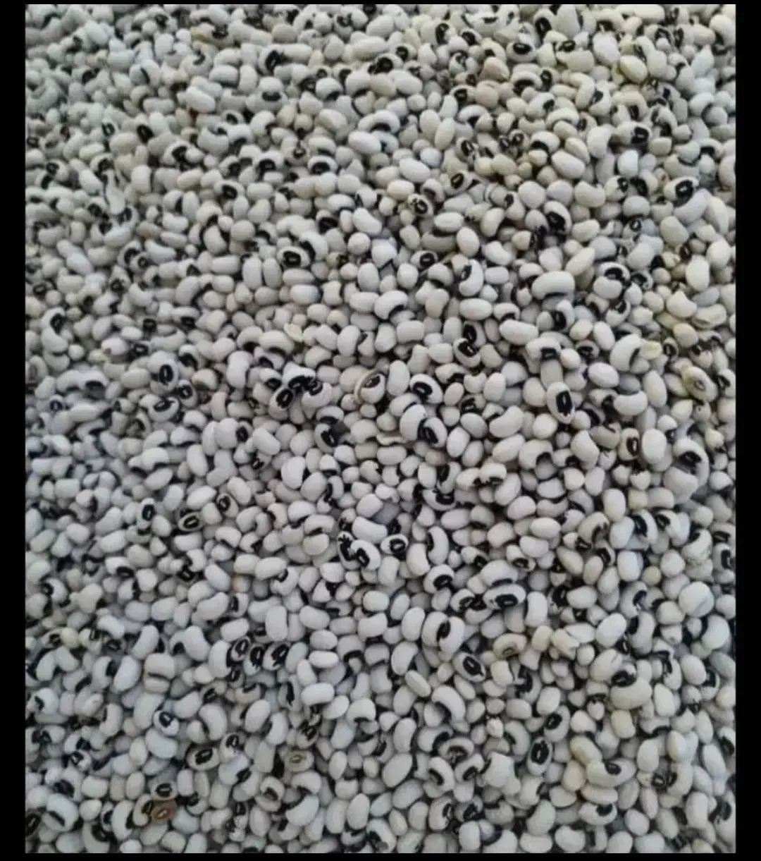 حبوبات|خوردنی و آشامیدنی|دره شهر, |دیوار