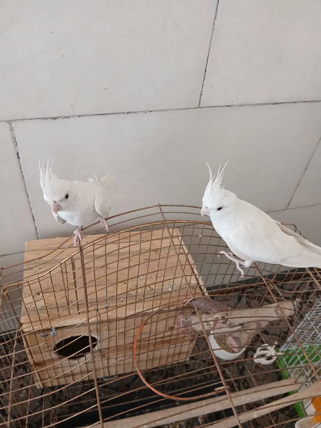 عروس هلندی البینو|پرنده|شیراز, میانرود|دیوار