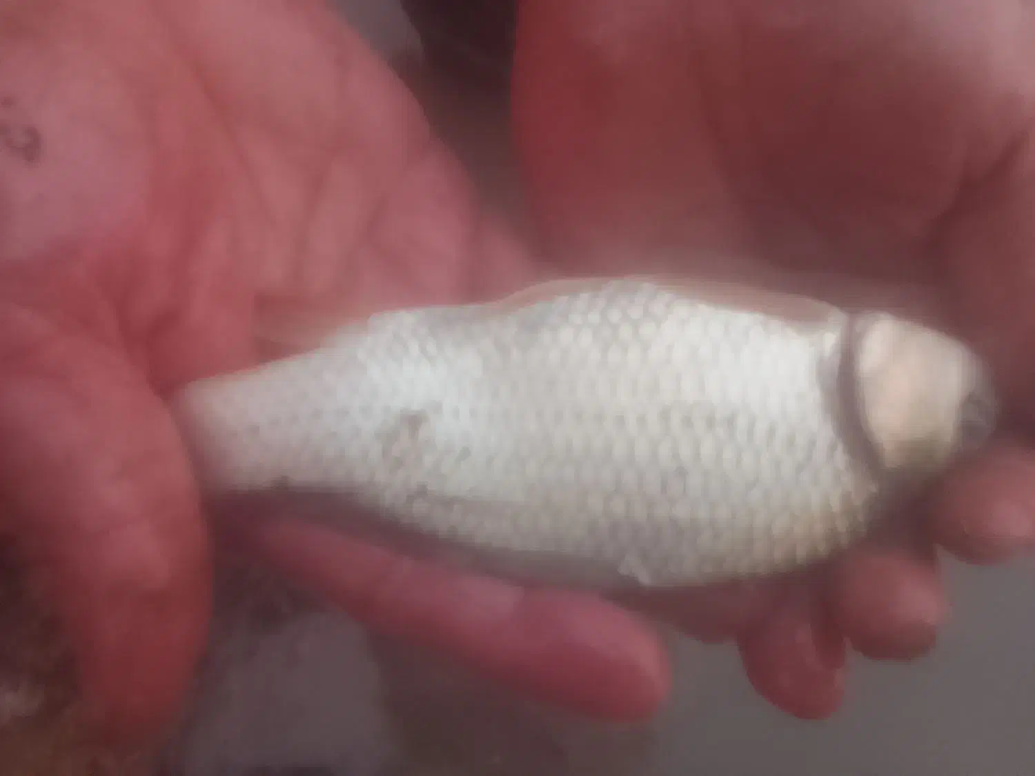 فروش بچه ماهی گرم آبی کپور ،سفید،آزاد ۸۰ تا ۴۰۰گرم|عمدهفروشی|قائمشهر, |دیوار