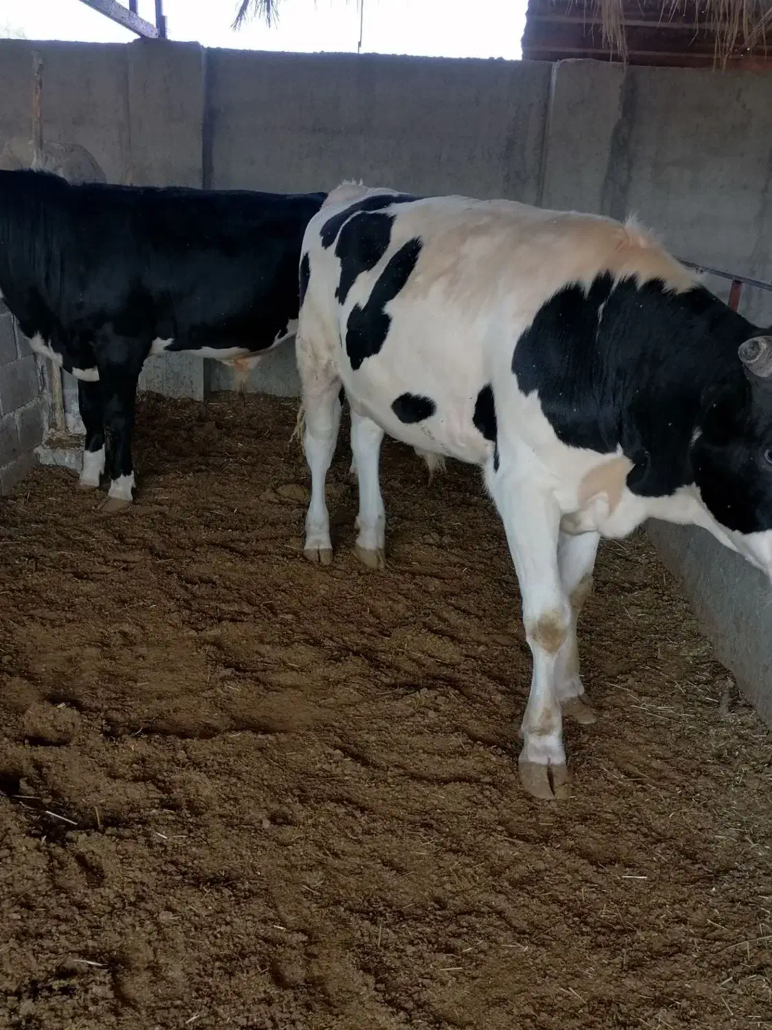 دو راس گوساله سیمینتال|حیوانات مزرعه|کازرون, |دیوار