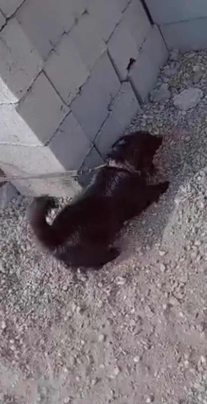 فروشی|سگ|کهنوج, |دیوار