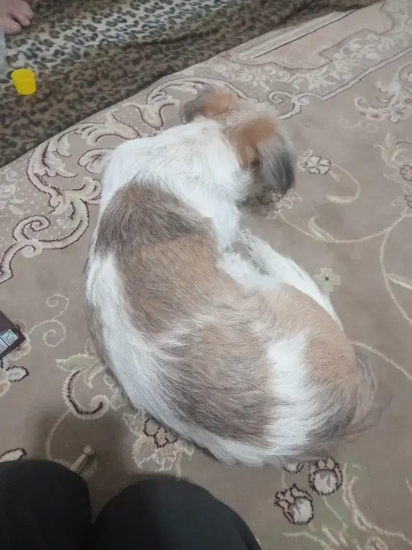 سگ شیتزو نر ۱ساله واگذاری|سگ|شهریار, اصیل آباد|دیوار