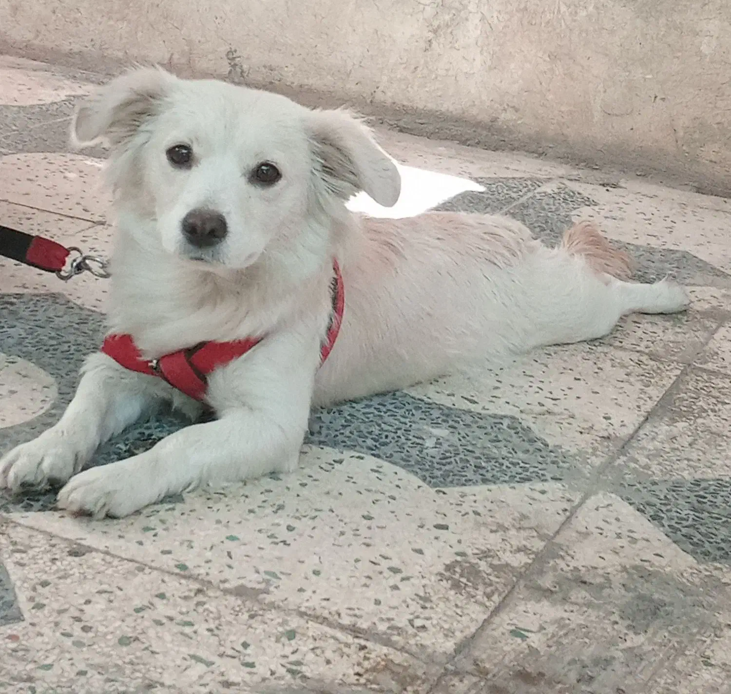 اشپیتز ماده|سگ|شیراز, شهرک کوشکک|دیوار