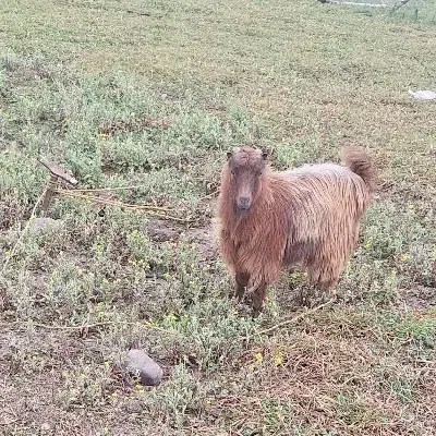 بزغاله|حیوانات مزرعه|رشت, شهرک آیت الله منتظری|دیوار