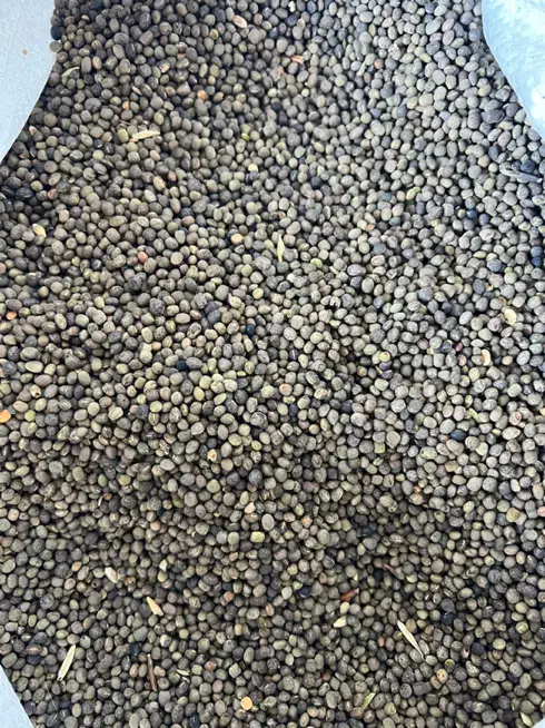 بذر ماش ماشک|خدمات باغبانی و درختکاری|کامیاران, |دیوار