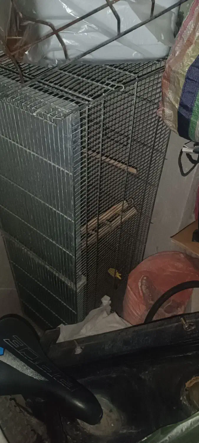 قفس پرنده|لوازم جانبی حیوانات|هشتگرد, فاز ۱ مهستان|دیوار