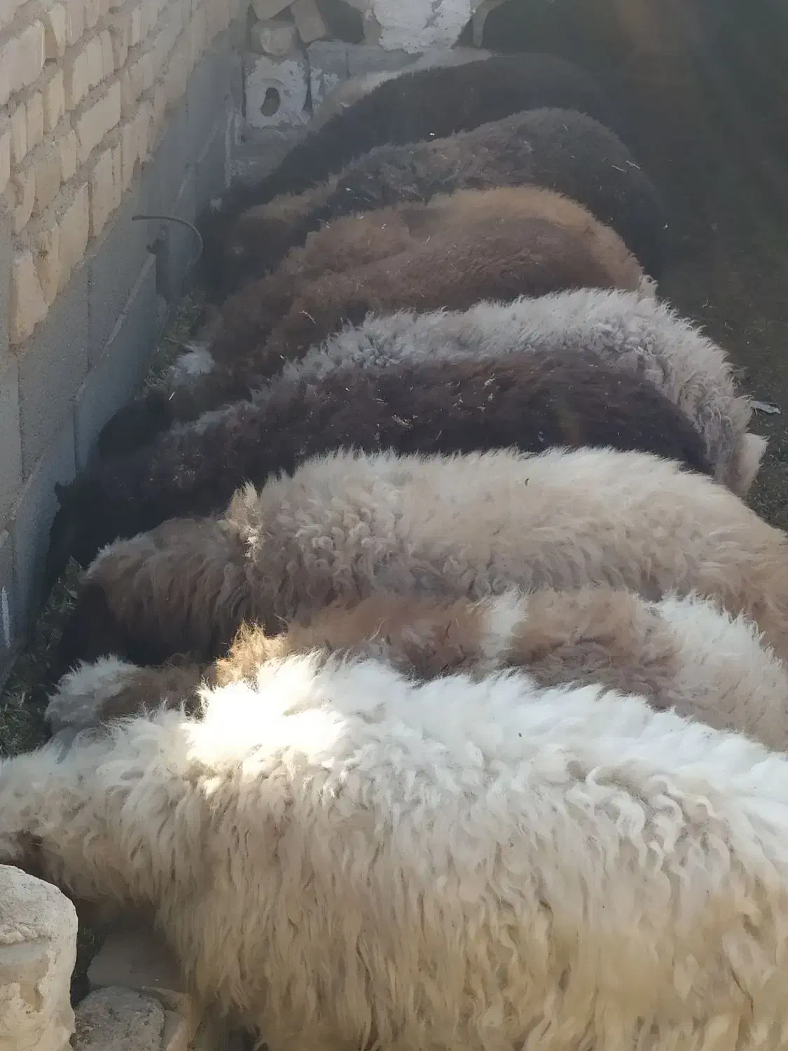 گوسفند|حیوانات مزرعه|جوادآباد, |دیوار