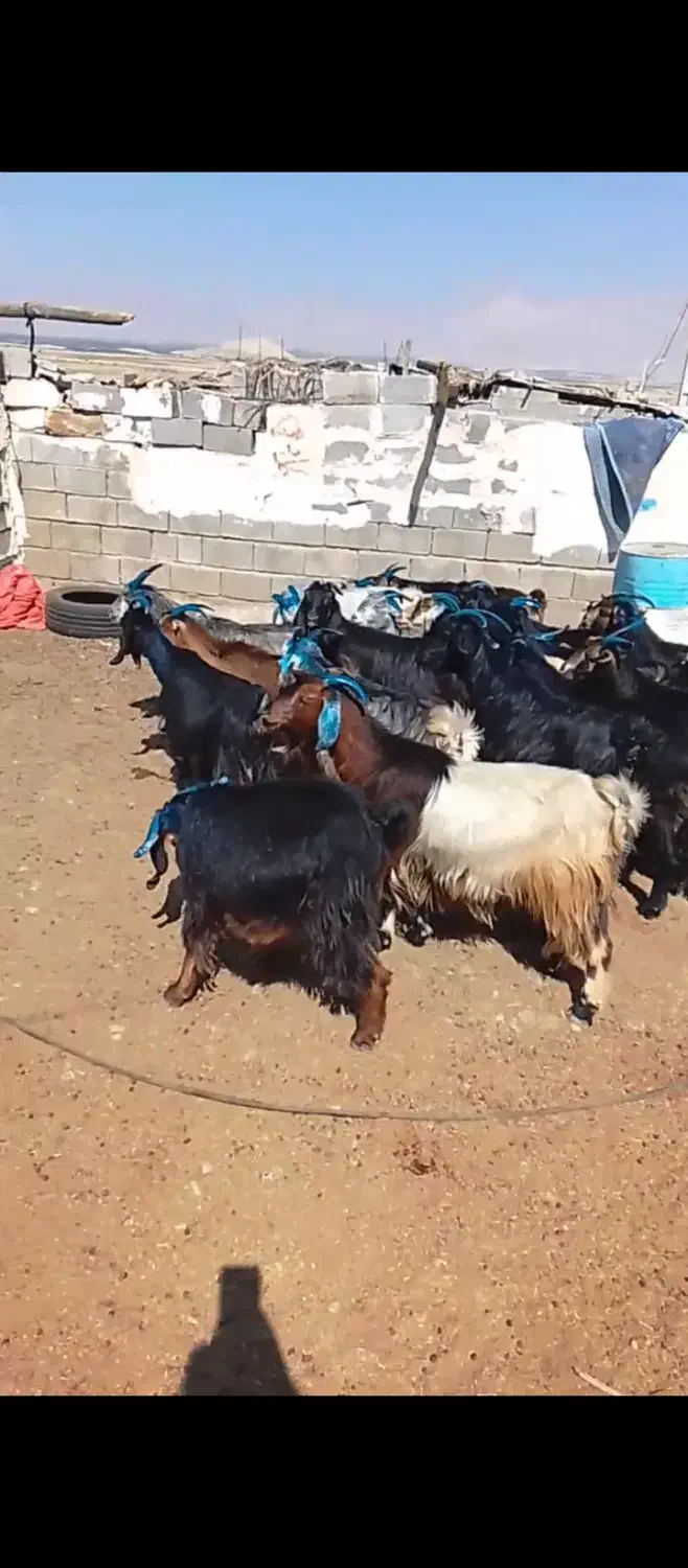 25راس بز ترکی|حیوانات مزرعه|شیراز, میانرود|دیوار