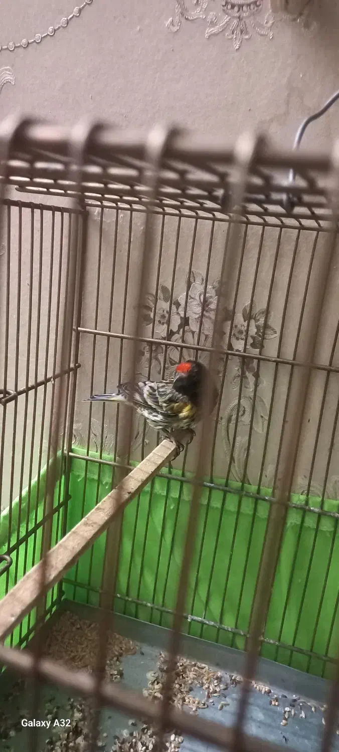 گلبسر|پرنده|قدس, شهرقدس|دیوار