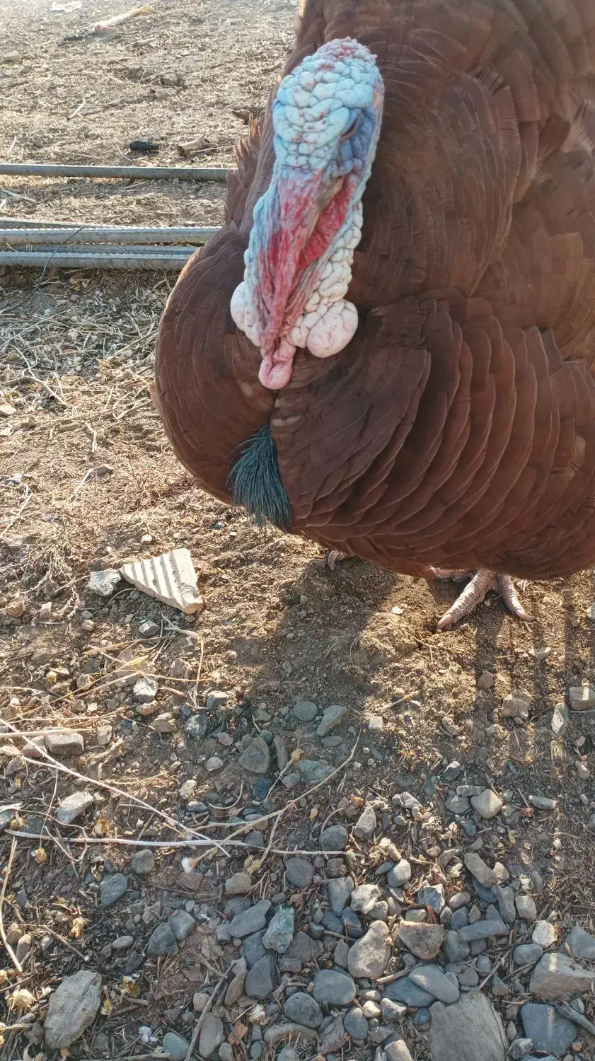 بوقلمون بوربون و برنز (قه لی سور و رش)|حیوانات مزرعه|مریوان, |دیوار