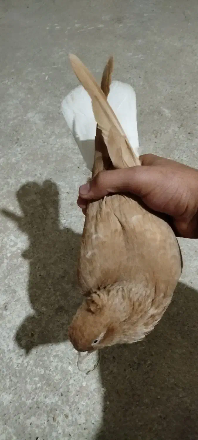 دمسفید گم شده|پرنده|چرداول, |دیوار