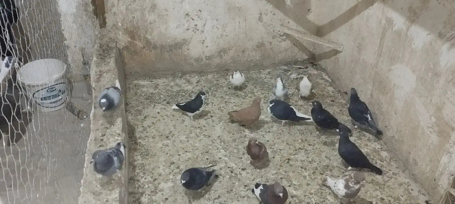 کبوتر|پرنده|الوند, |دیوار