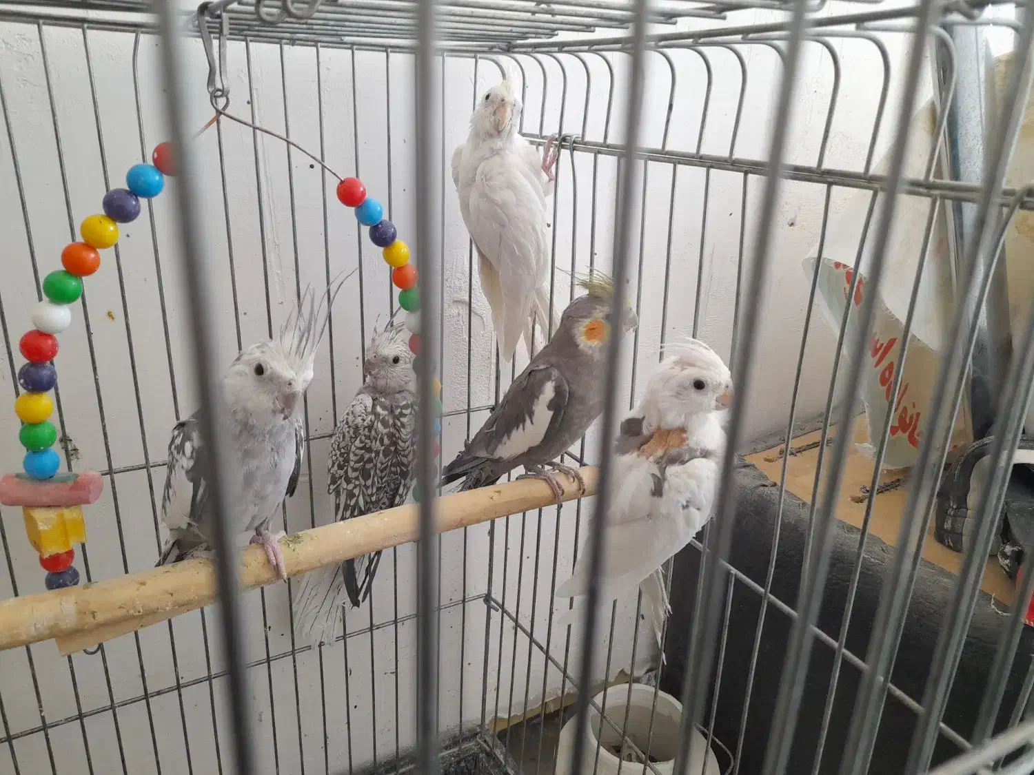 عروس هلندی|پرنده|یزد, |دیوار