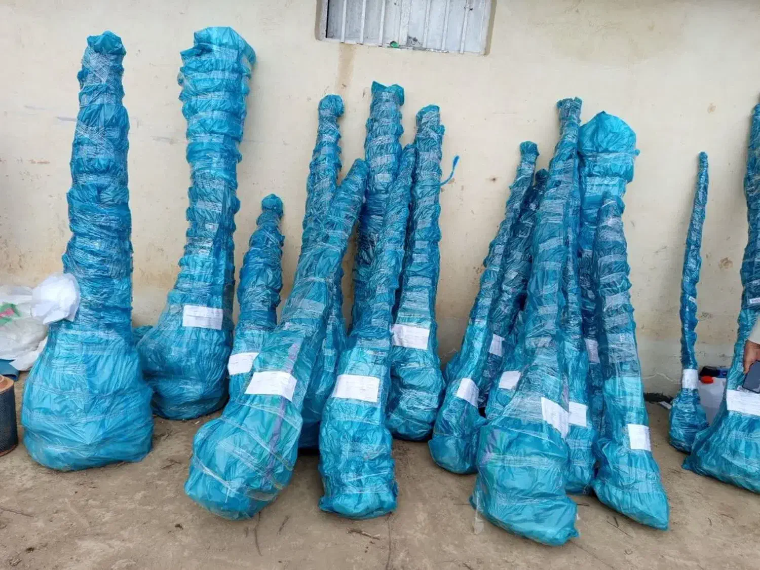 فروش نهال دیرگل|گل و گیاه طبیعی|قزوین, |دیوار