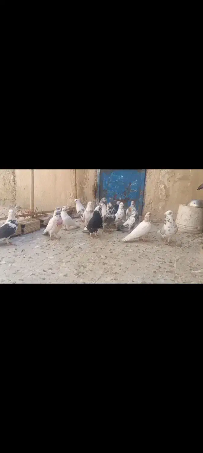 کفتر پرشی|پرنده|قم, قلعه کامکار|دیوار