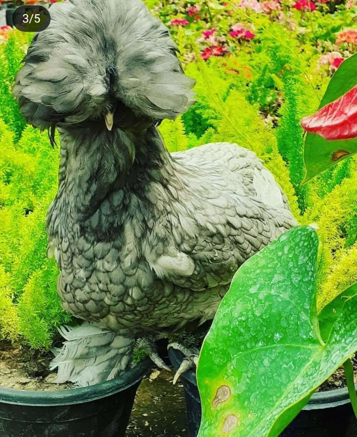 مرغ سلطان آذری|حیوانات مزرعه|تبریز, |دیوار