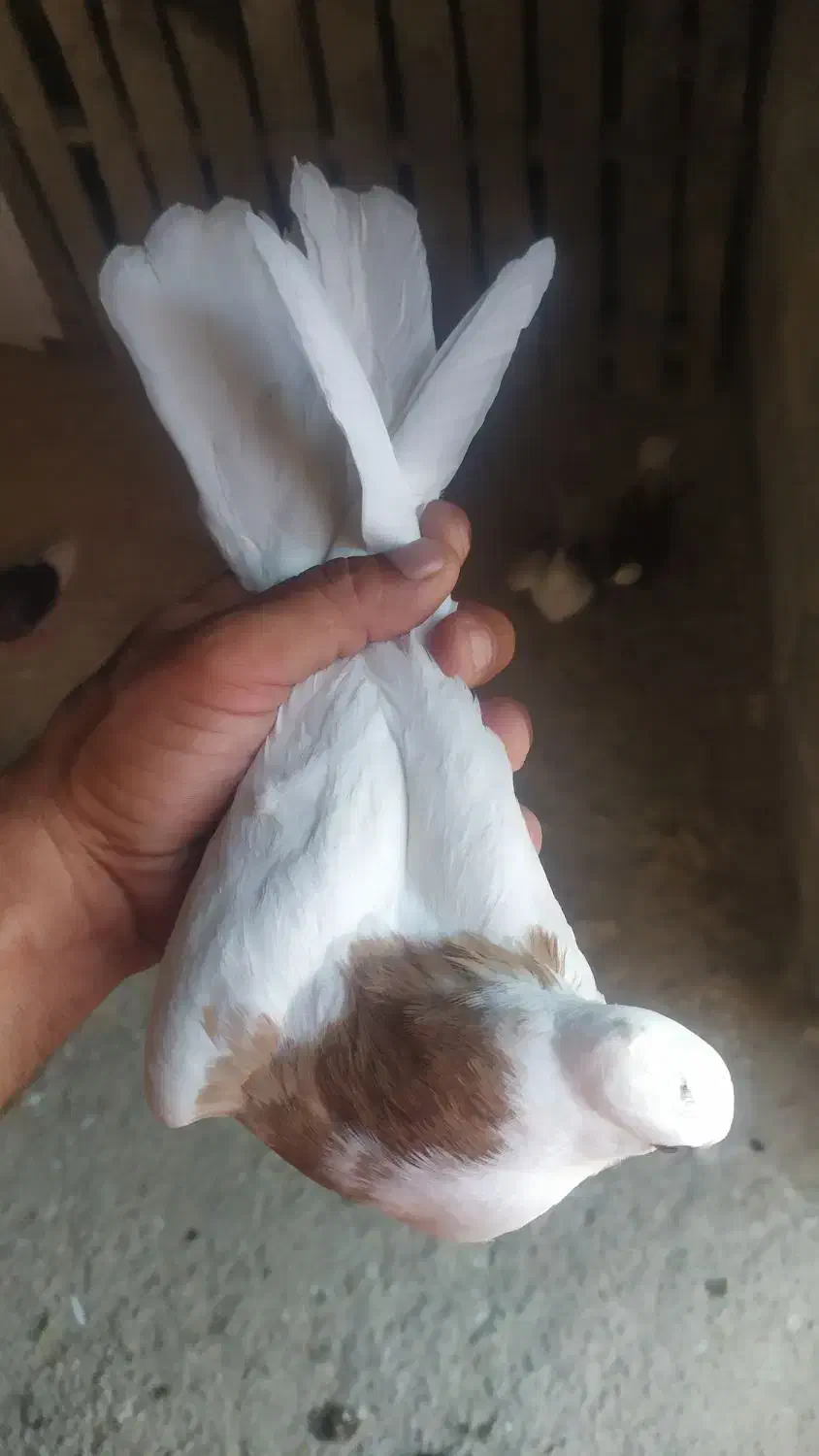 طوقی کرمانشاهی|پرنده|آبدانان, |دیوار