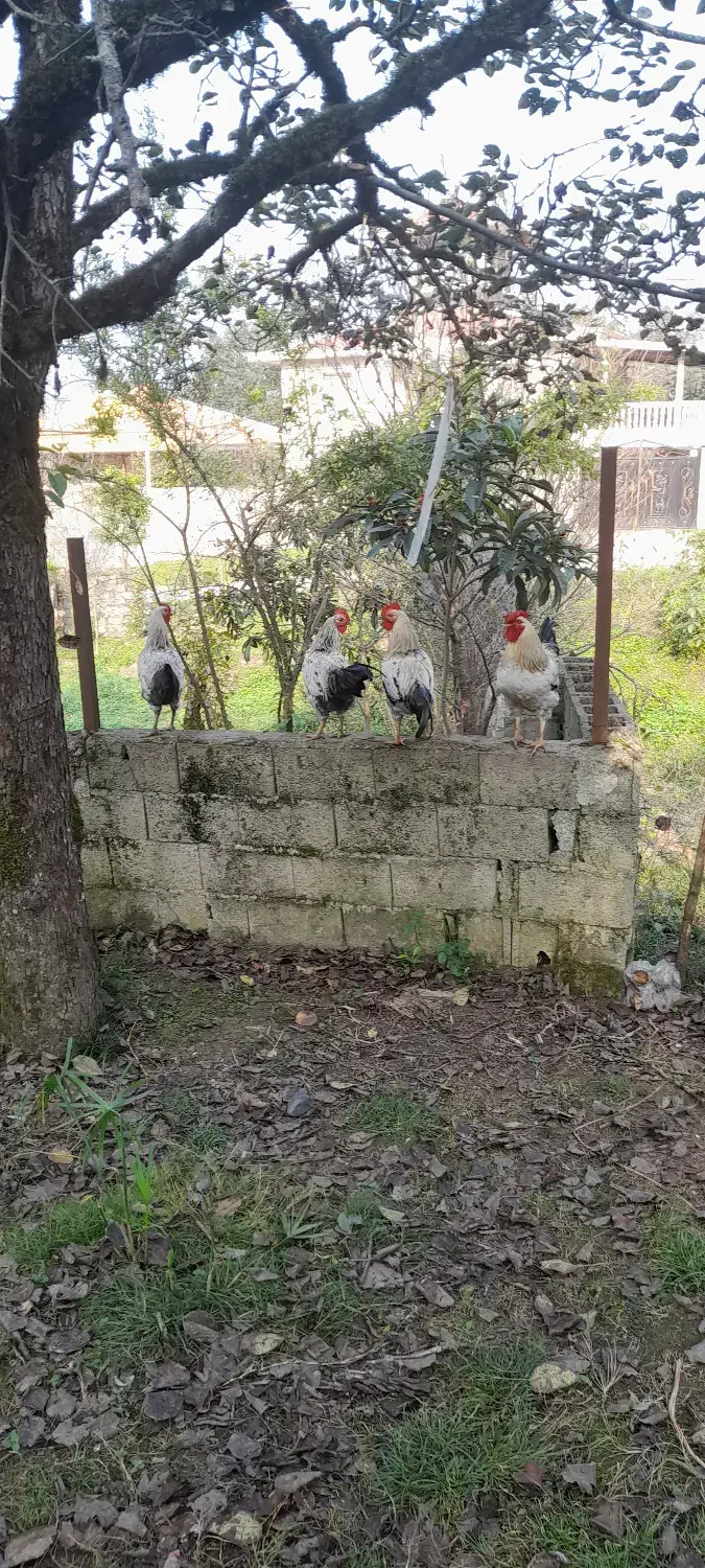 خروس|حیوانات مزرعه|ماکلوان, |دیوار