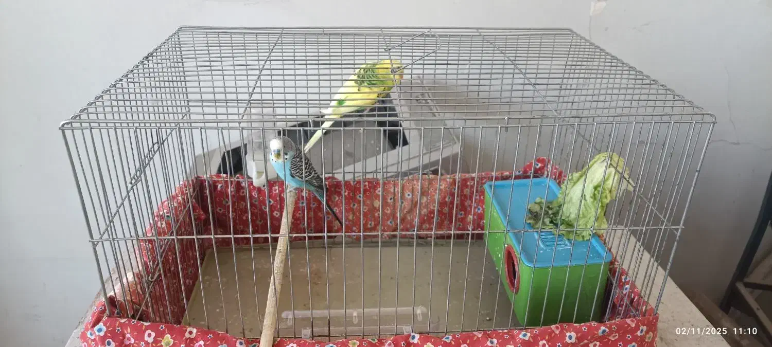 مرغ عشق|پرنده|تبریز, |دیوار