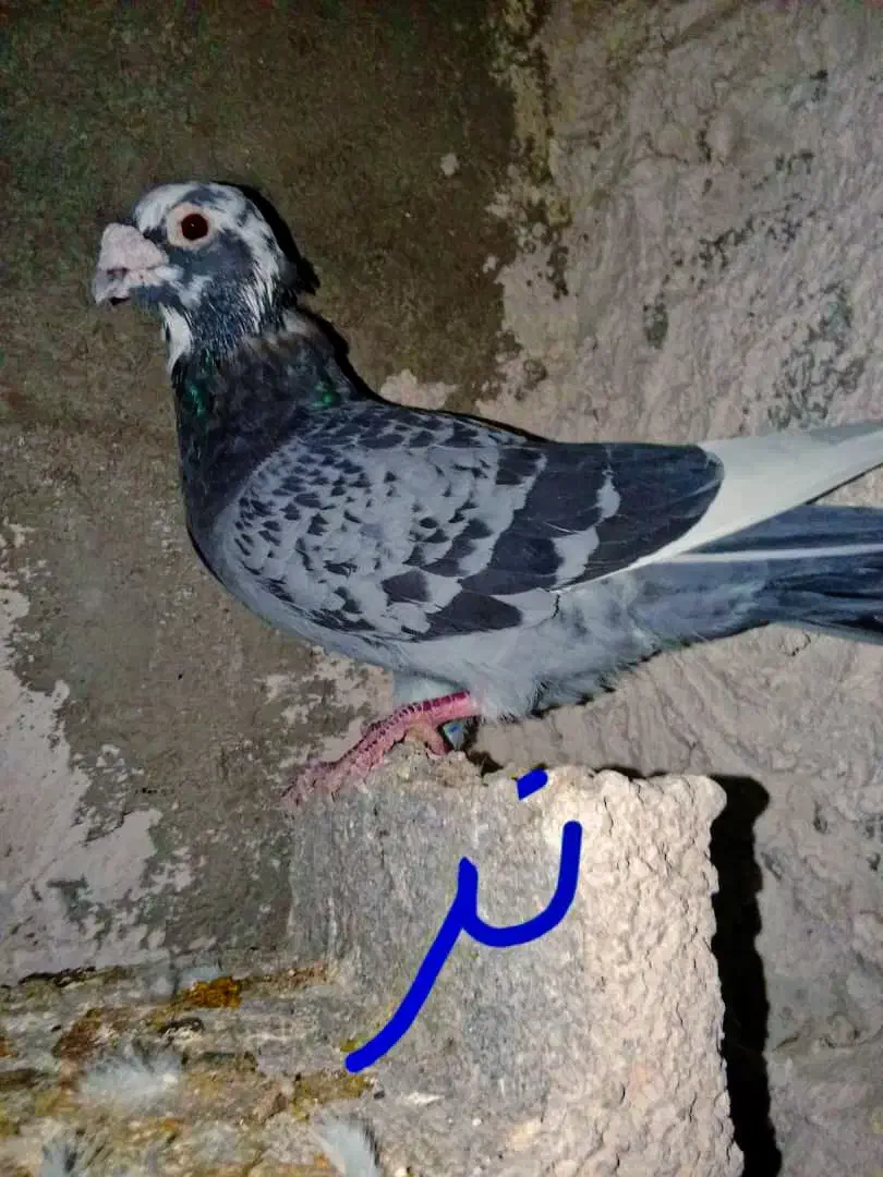 کفتر پلاکی|پرنده|کازرون, |دیوار