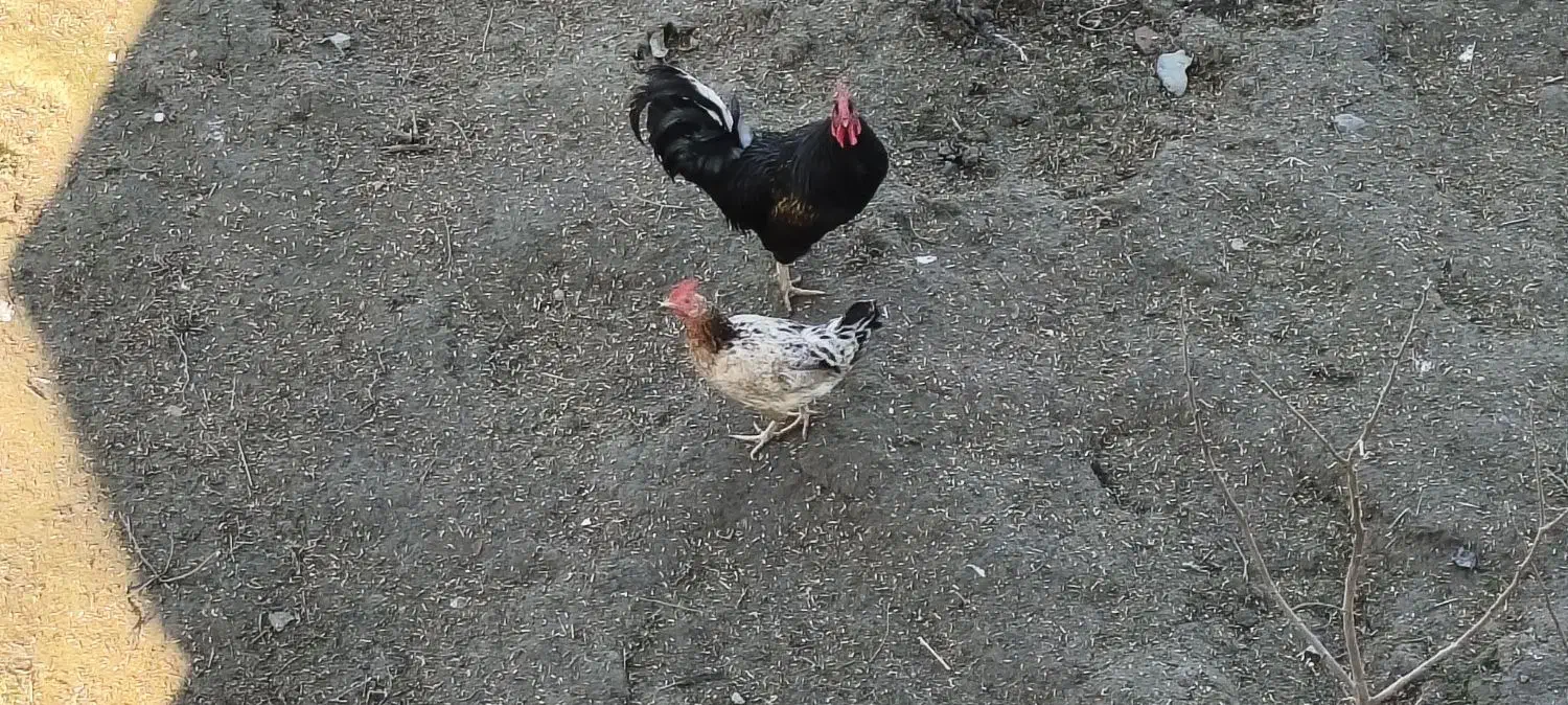 خروس|حیوانات مزرعه|آق قلا, |دیوار