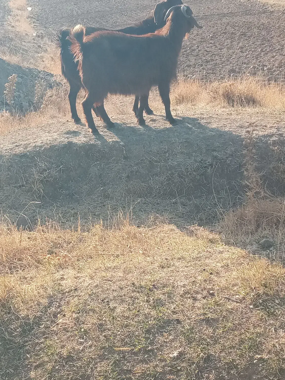 گوسفند بز|حیوانات مزرعه|هریس, |دیوار