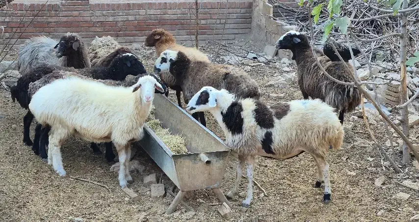 پیر میش پرواری|حیوانات مزرعه|مهدی شهر, |دیوار