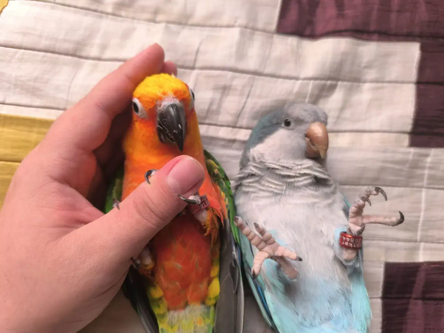 طوطی خورشیدی و راهب دستی|پرنده|رشت, گلسار|دیوار