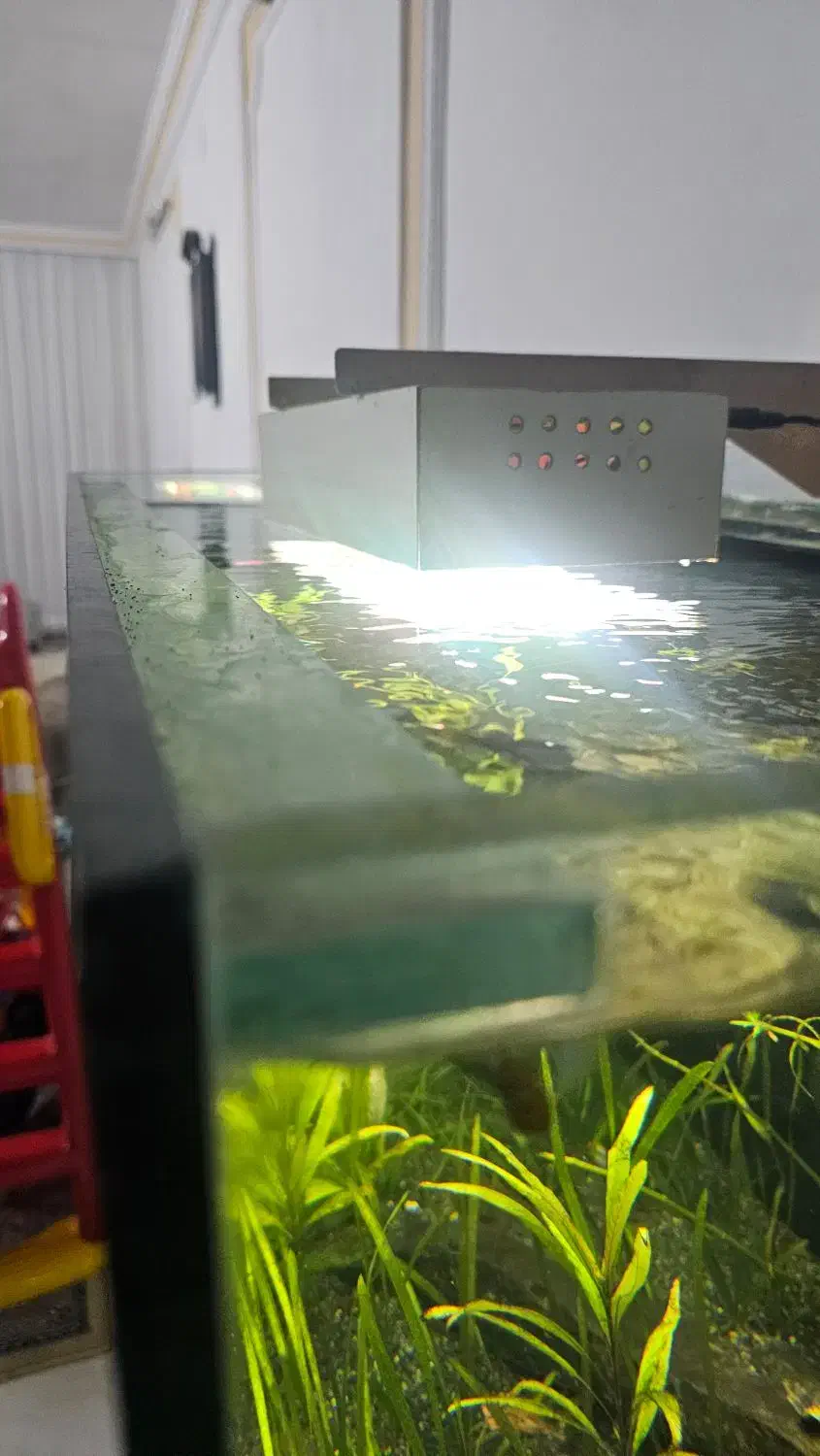 آکواریوم ۱۰۰ × ۴۰ × ۵۰|ماهی|مشهد, بهاران|دیوار