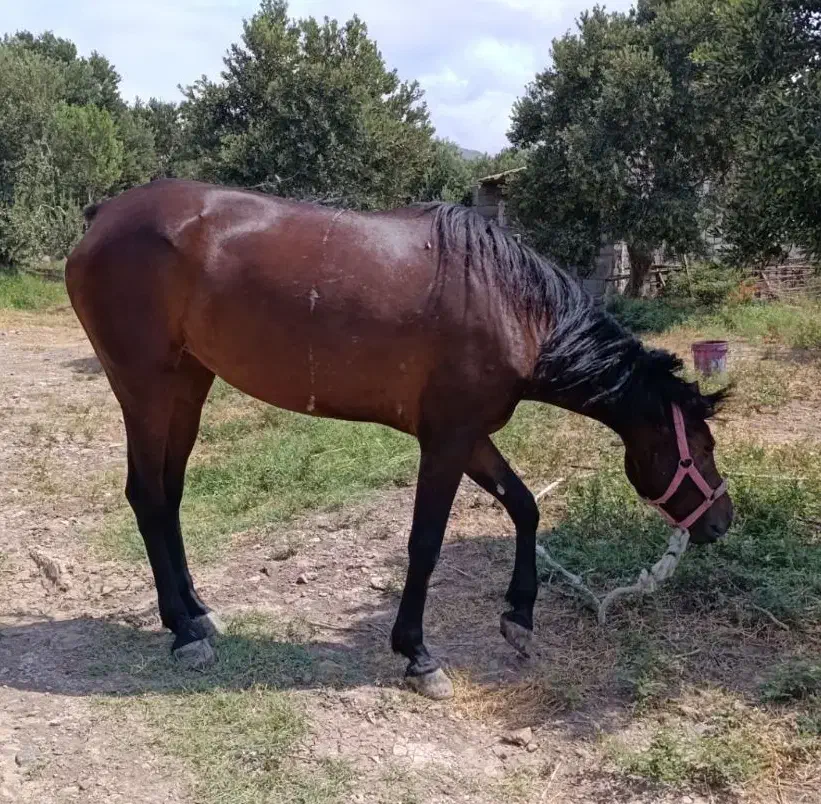 مادیان گمشده|اسب و تجهیزات اسب‌سواری|قزوین, |دیوار