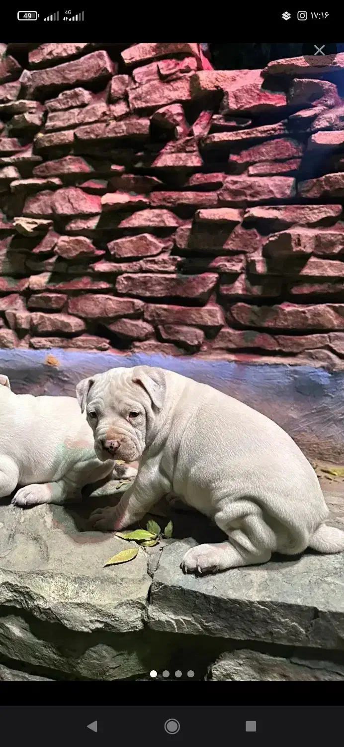 توله سگ گم شده|حیوانات|کرمان, |دیوار