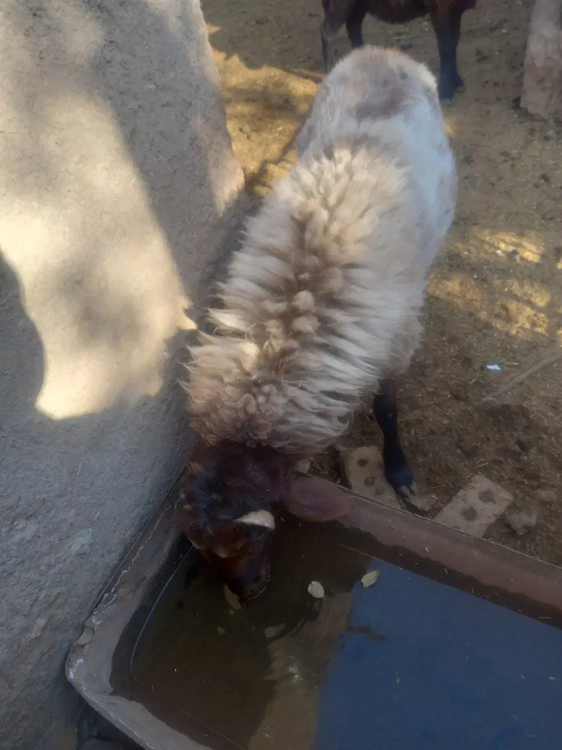 قوچ همووبره ماده همو|حیوانات مزرعه|نیشابور, مازول|دیوار