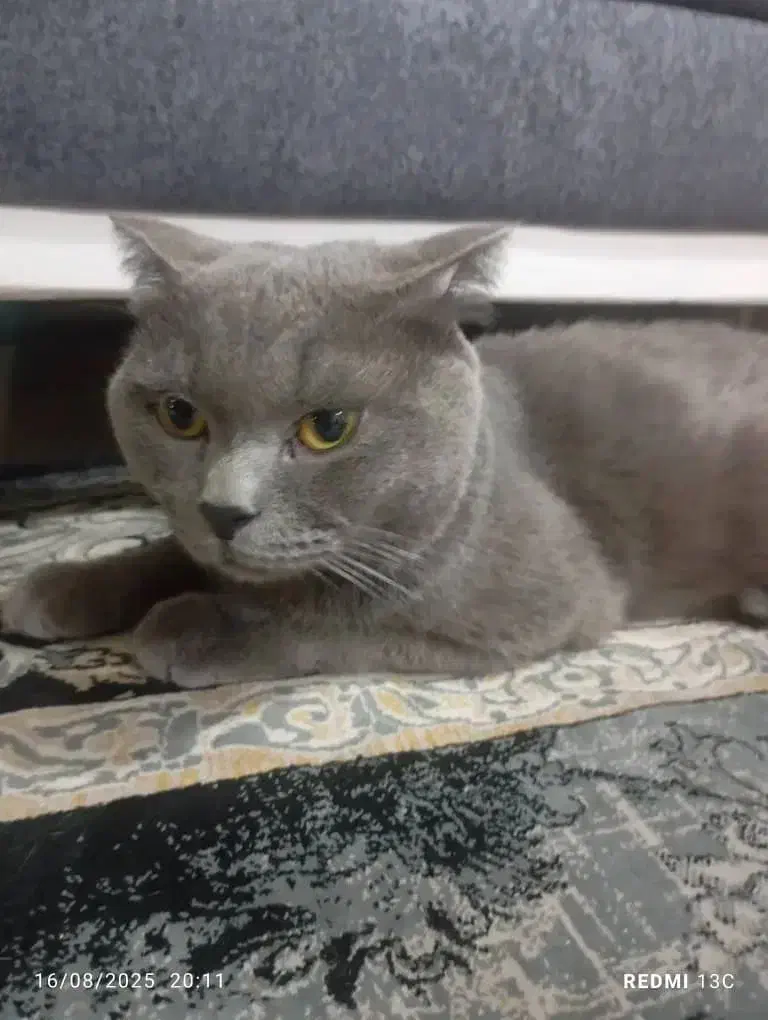 گربه خانگی|گربه|ماهدشت, |دیوار