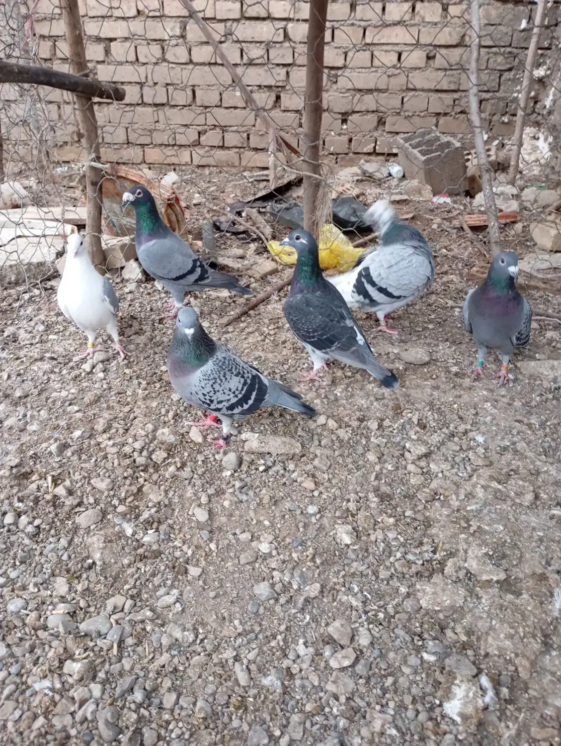 کبوتر مسافتی|پرنده|خان ببین, |دیوار