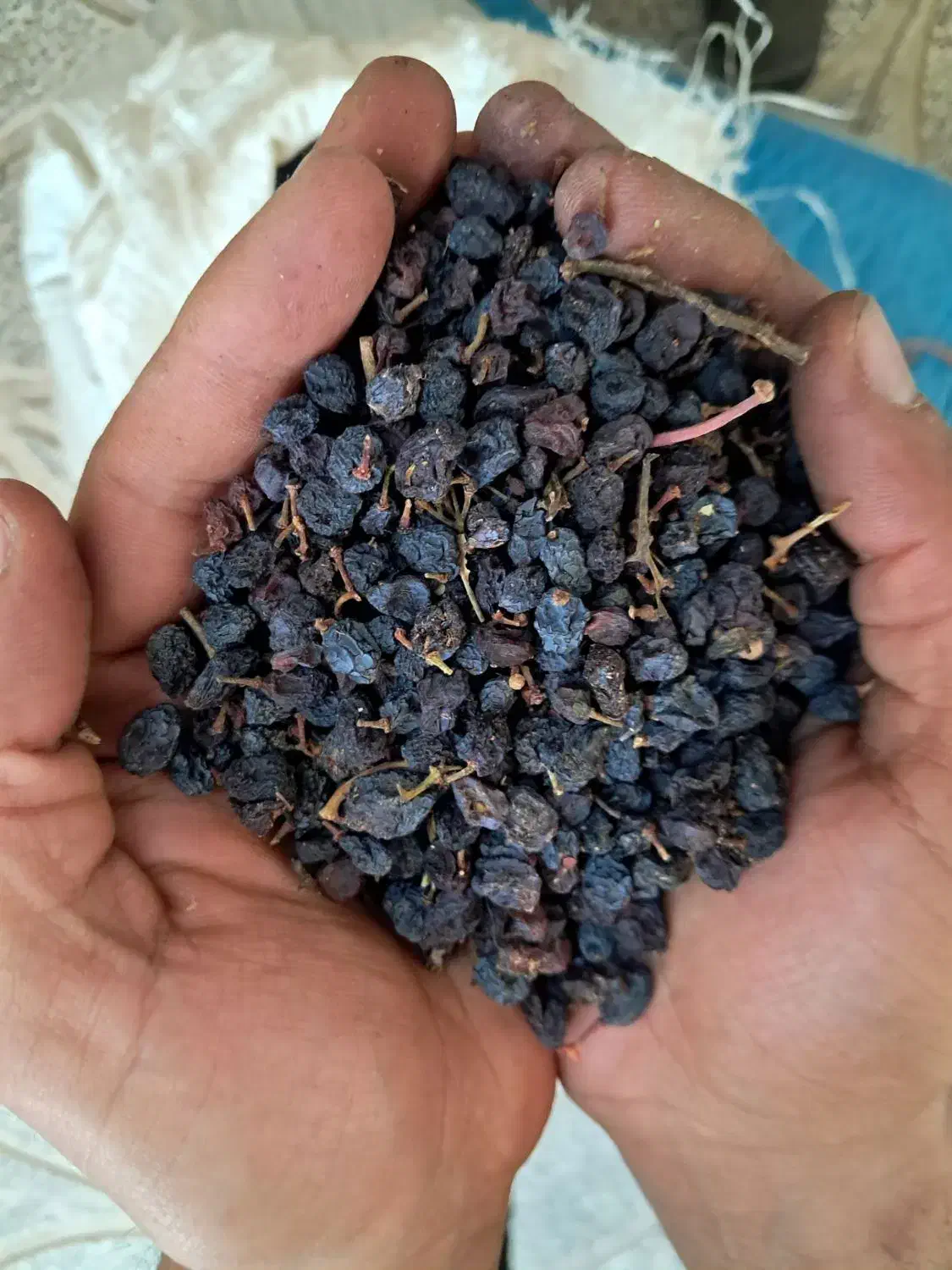 کشمش یاقوتی آفتابی|خوردنی و آشامیدنی|قزوین, |دیوار