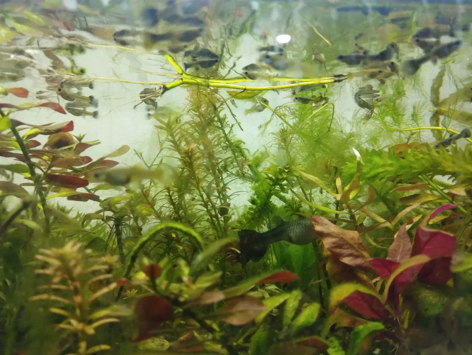 بچه ماهی ( گوپی)|ماهی|اهواز, کوی جانبازان(دانش)|دیوار