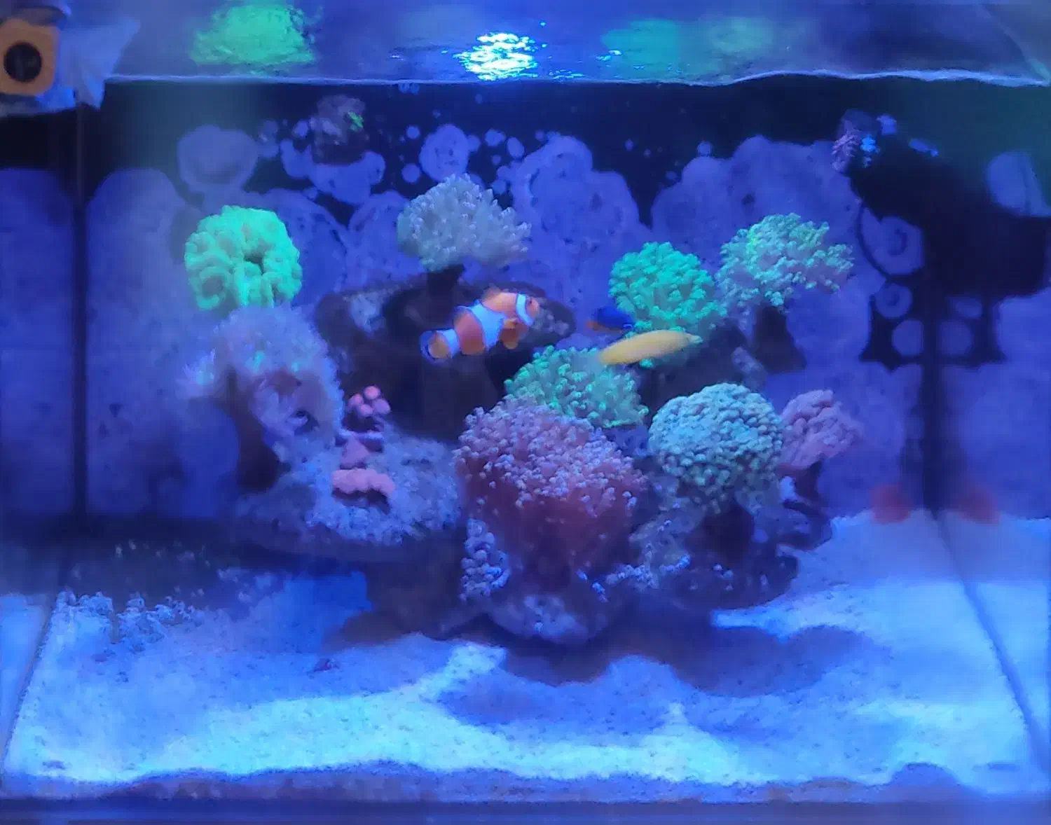 آکواریوم آب شور کامل|ماهی|ری, دیلمان|دیوار