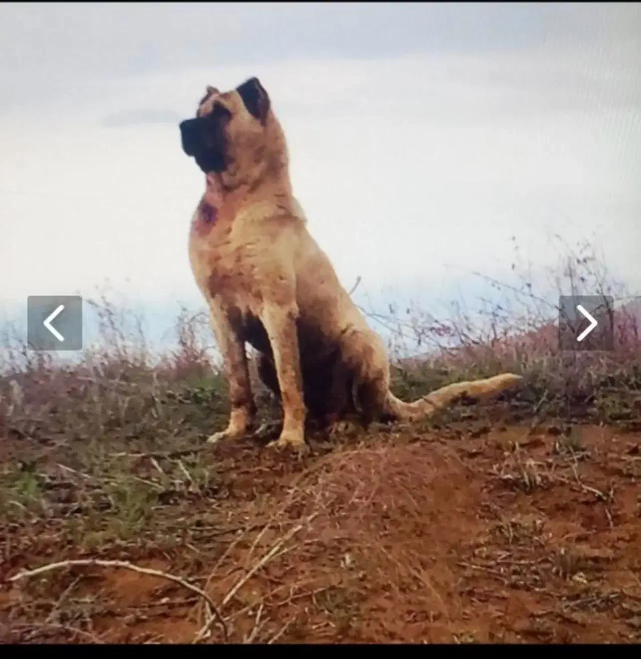 سگ سرابی|سگ|تهران, شهرک شهرداری|دیوار