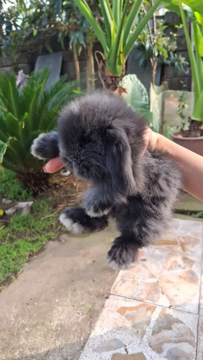 خرگوش مینی لوپ|موش و خرگوش|لشت نشا, |دیوار