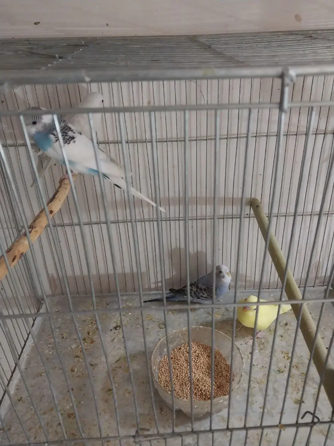 جوجه مرغ عشق آلبینو چشم شرابی|پرنده|اصفهان, شمس آباد|دیوار