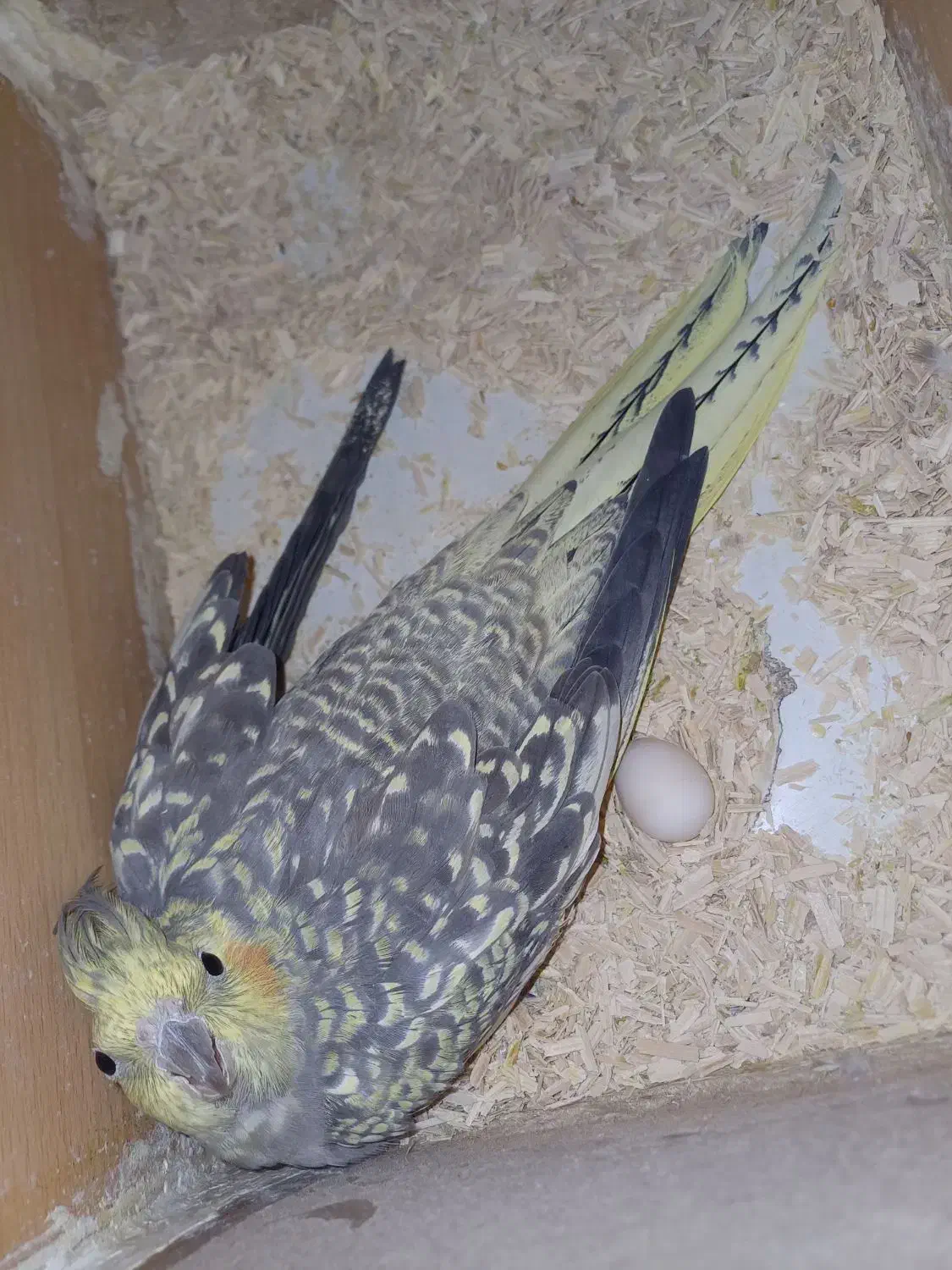 جفت عروس هلندی|پرنده|فسا, |دیوار