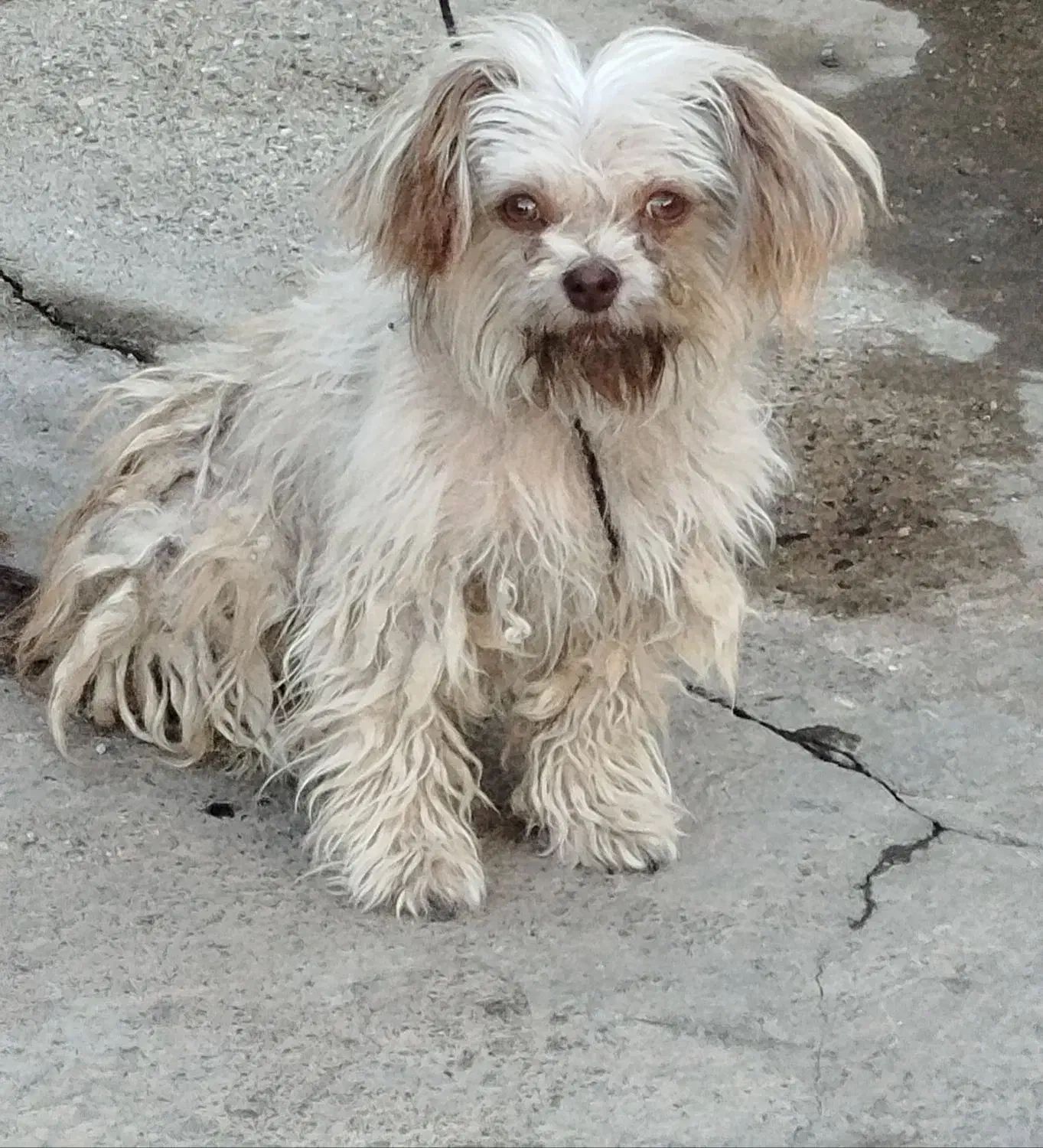 آروم و بازی گوش وباهوش|سگ|میاندوآب, |دیوار