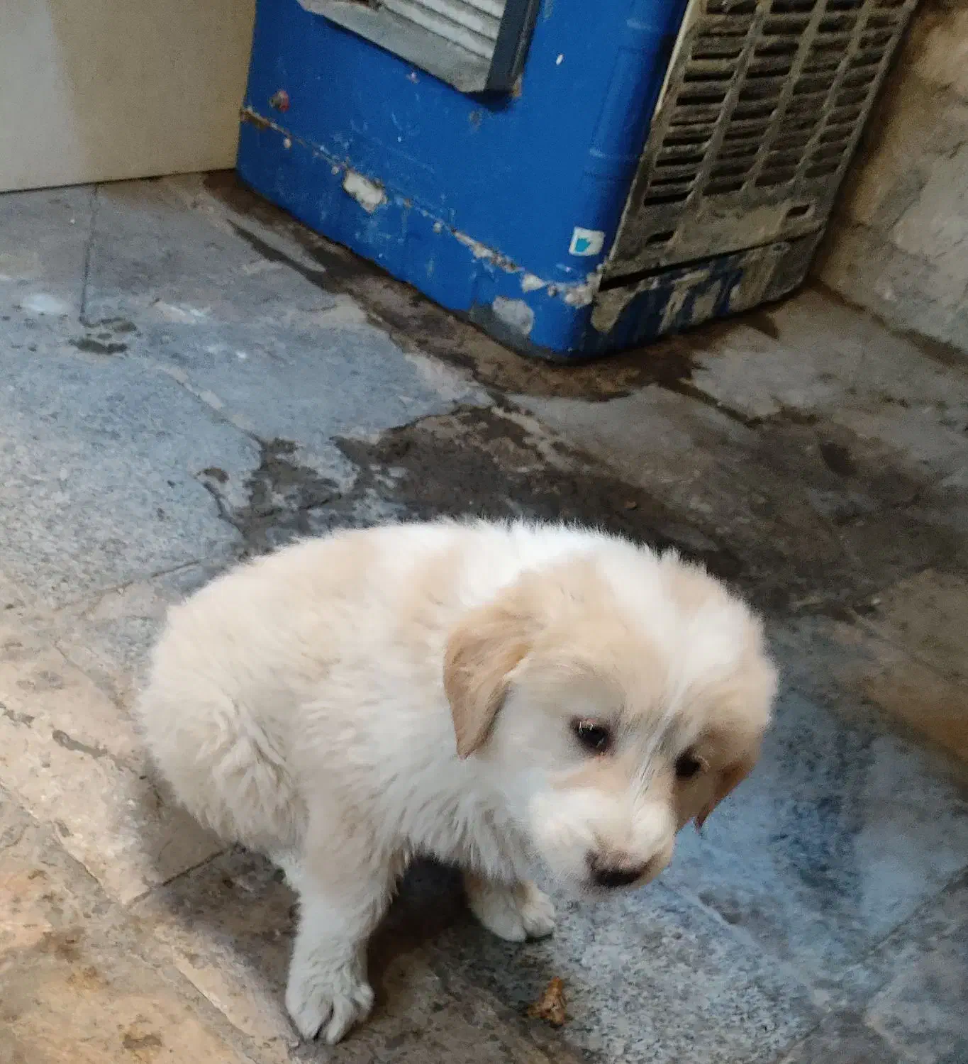 توله سگ نژاد اصیل|سگ|زاهدان, |دیوار