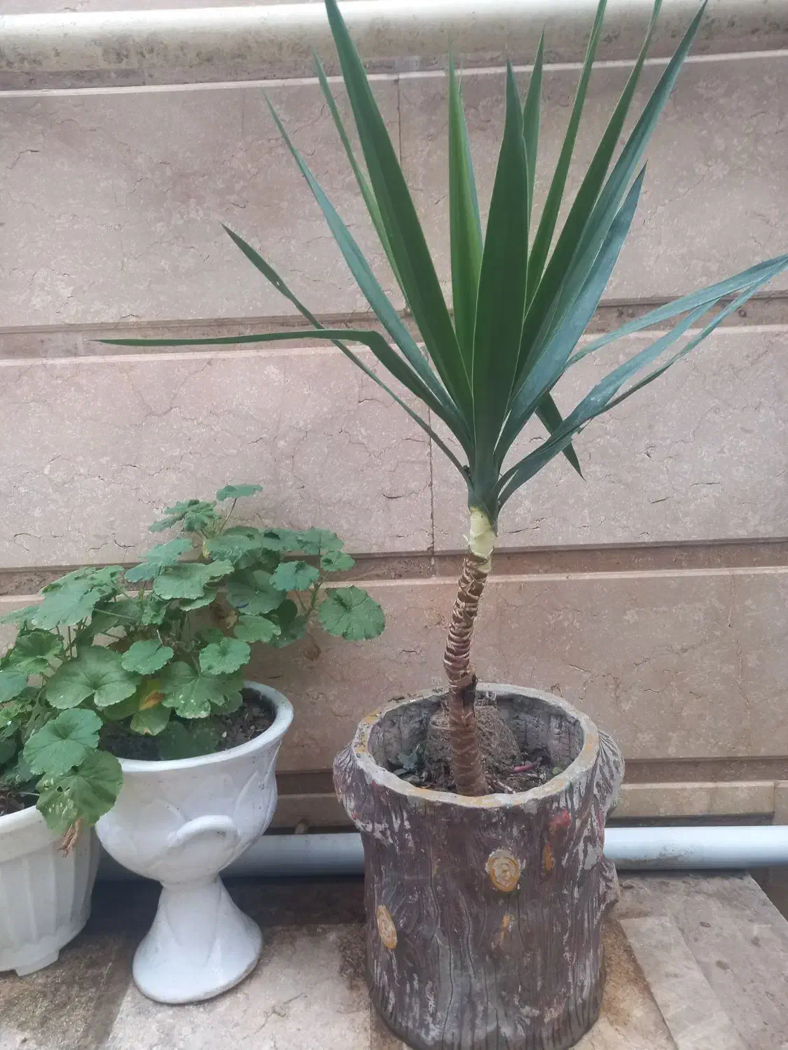 دوعدد گل یوگا|گل و گیاه طبیعی|تالش, هشتپر|دیوار