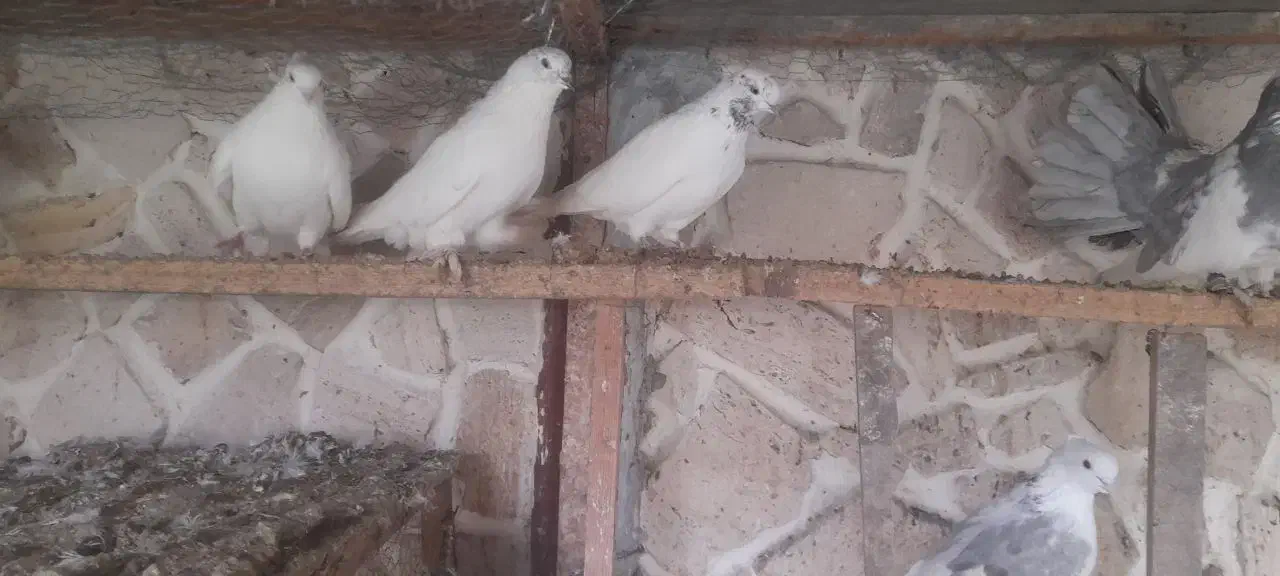 فروش کلی تعدادی کبوتر|پرنده|قائمشهر, |دیوار