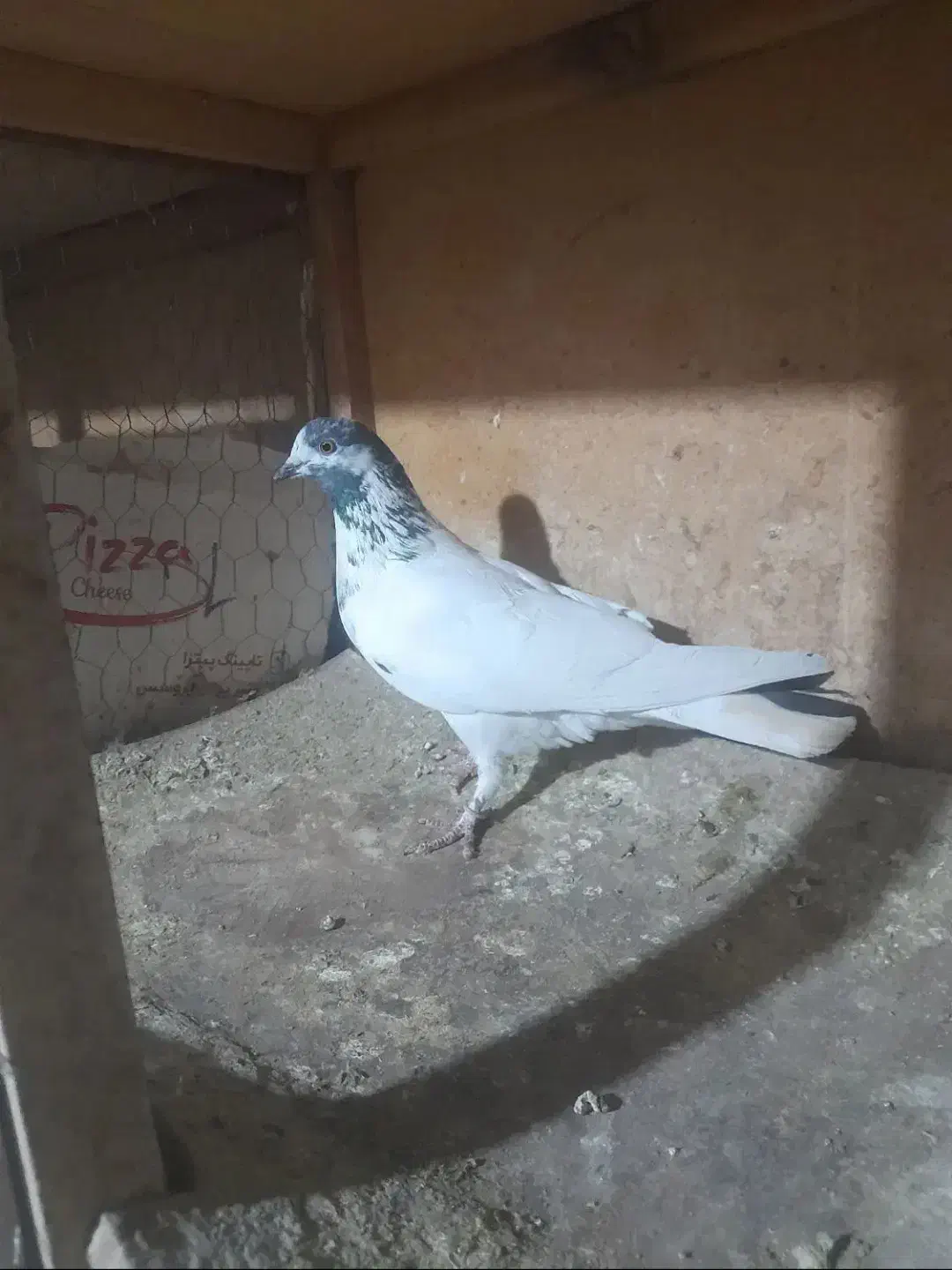 کفترکبوتر|حیوانات|قرچک, زیبا شهر|دیوار