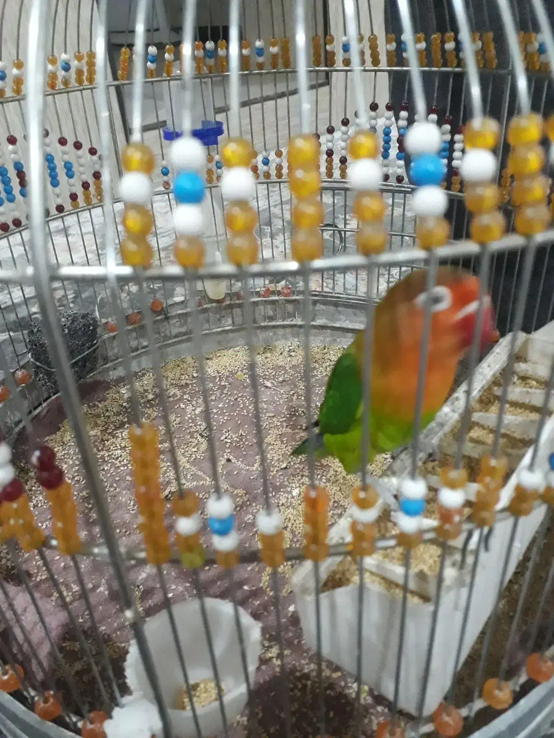 طوطی برزیلی|پرنده|اسلامشهر, شهرک انبیا|دیوار